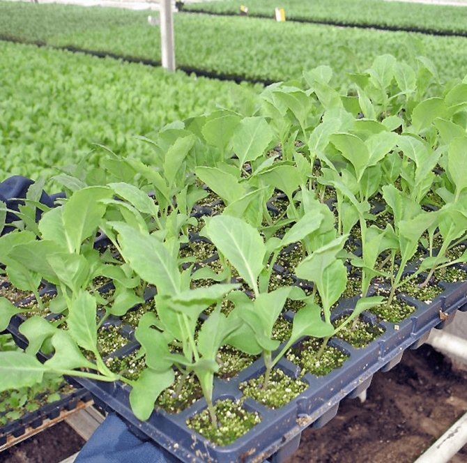 Правила выращивания из семян и ухода за брюквой в открытом грунте, что сажать и когда сеять — все о садах