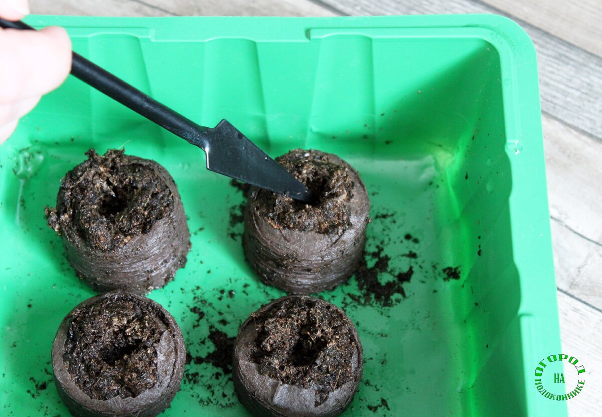 ✅ выращивание рассады томатов в торфяных таблетках. как сажать и выращивать томаты в торфяных таблетках - живой-сад.рф