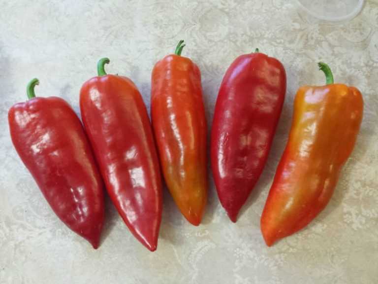 Сладкий перец «рамиро»: особенности ухода и выращивания, фото