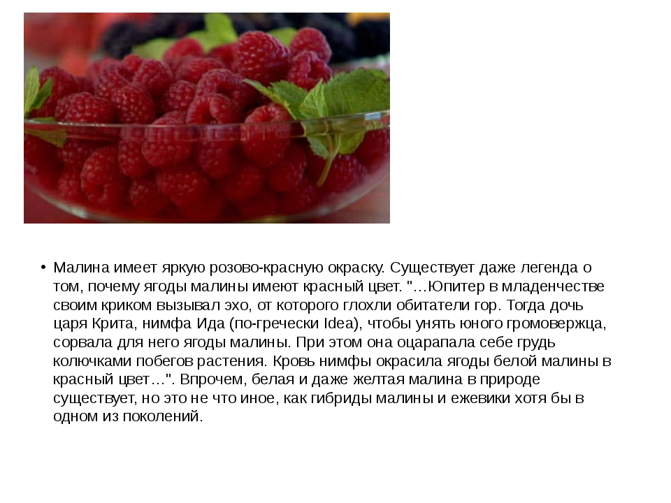 Малина - описание растения и ягоды, полезные и вредные свойства, состав и калорийность плодов