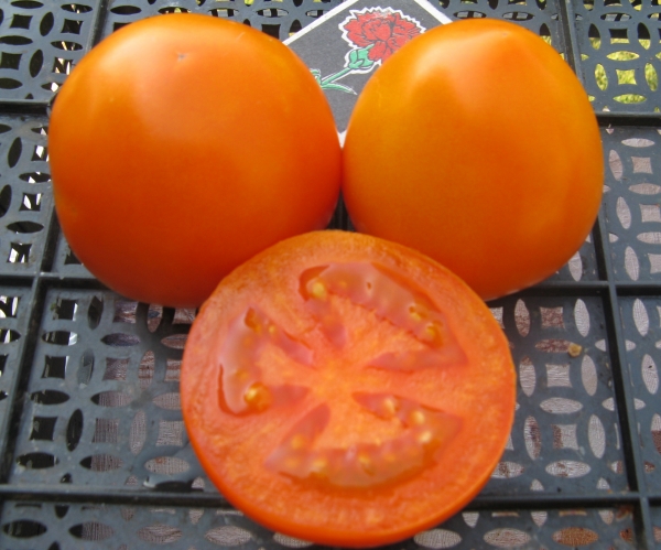 Описание сорта томата жар-птица, особенности выращивания и урожайность