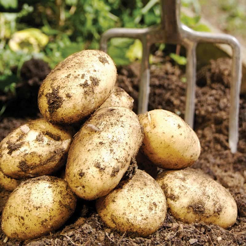 Сорт картофеля импала: описание и советы по выращиванию