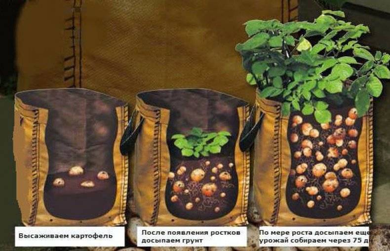 Технология выращивания картофеля в мешках пошагово