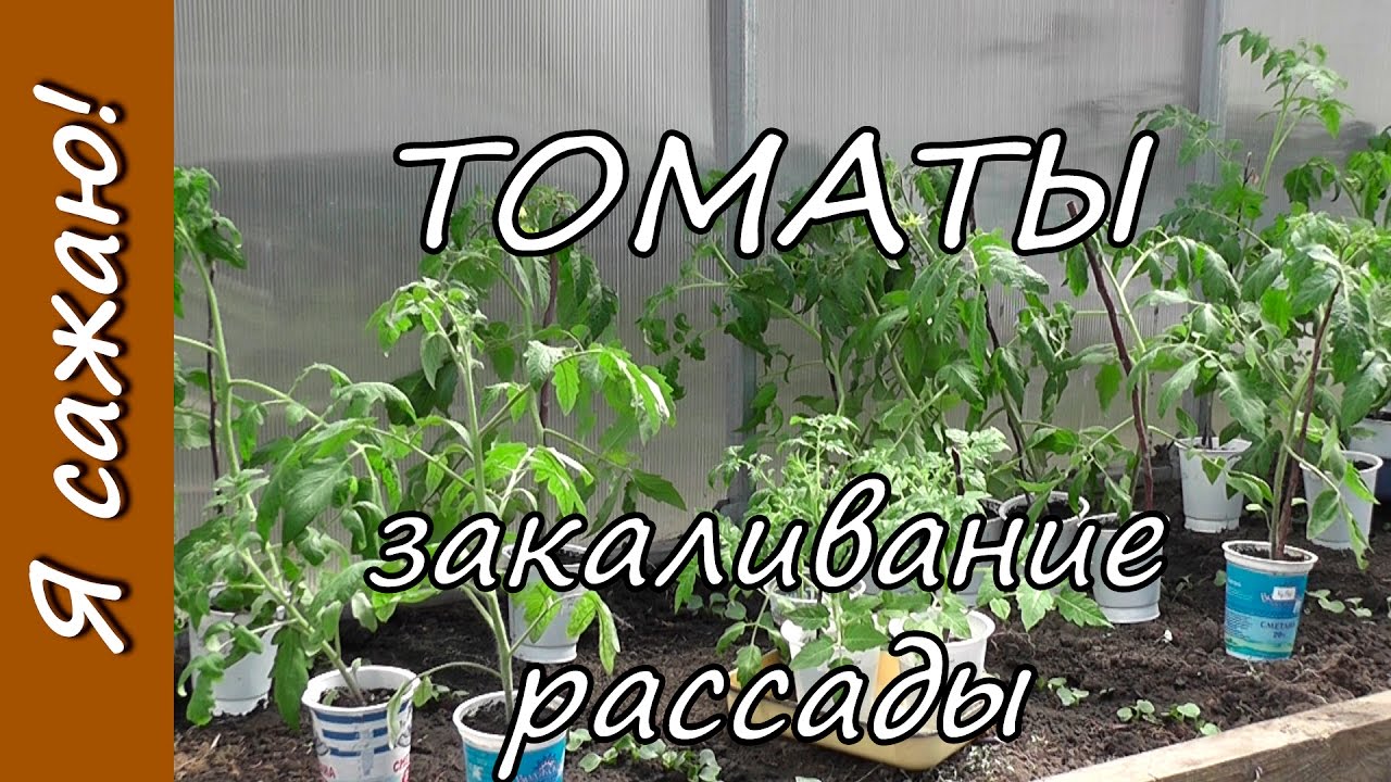 Закаливание семян томатов перед посадкой – в холодильнике, снегу, достоинства и недостатки метода, отзывы