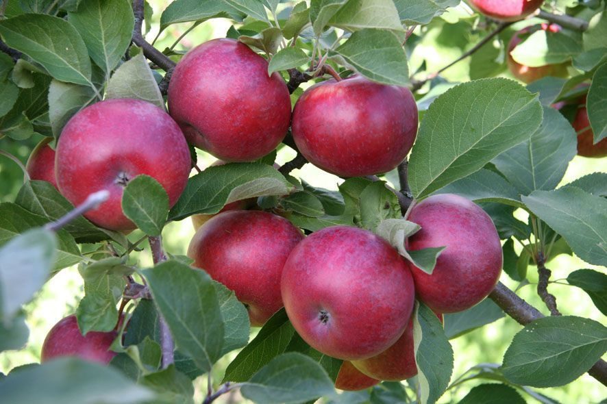 Сорт яблок коваленковское описание, фото, отзывы