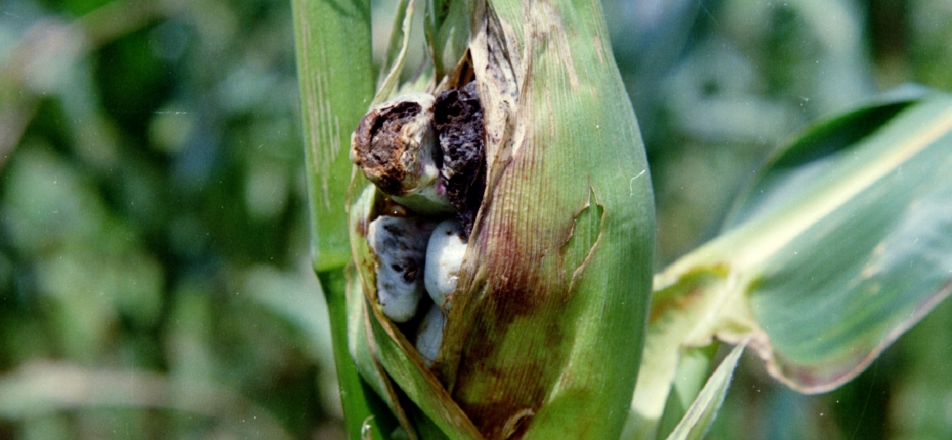 Болезни кукурузы и меры борьбы с ними | агроном & co