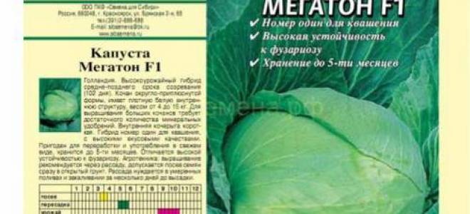 Капуста мегатон: описание сорта, выращивание и уход, фото, отзывы