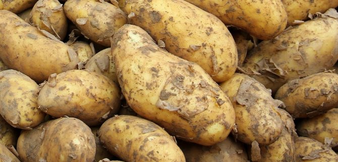 Картофель джувел – описание сорта, фото, отзывы