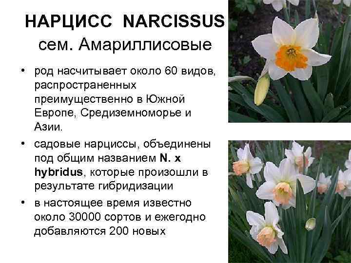 Нарциссы посадка и уход в открытом грунте посадка нарциссов весной и осенью пересадка и размножение фото сортов