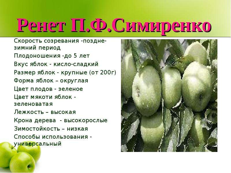 Яблоня белый налив: особенности сорта и ухода