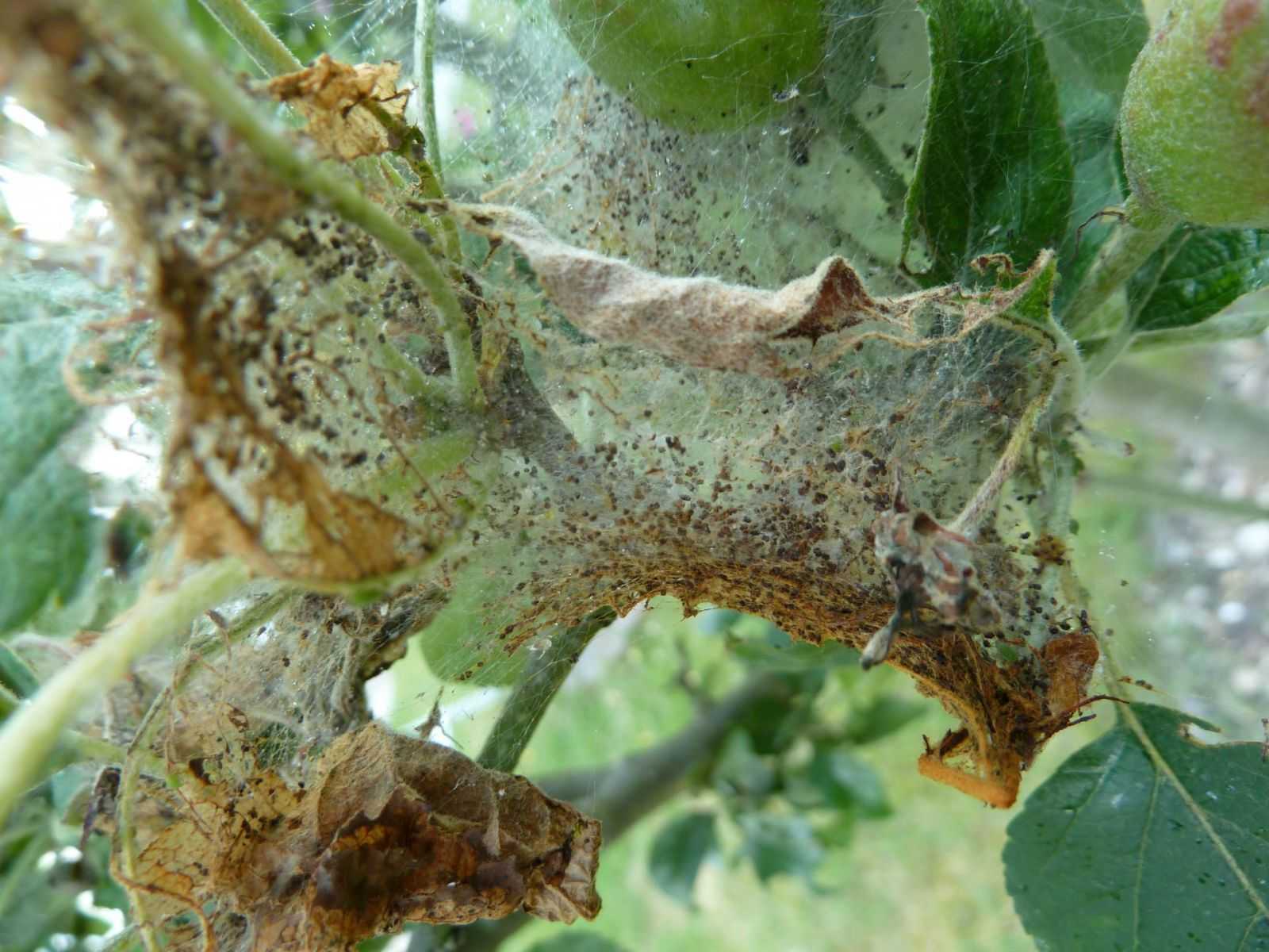 Яблонная моль — как бороться с вредителем? фото — ботаничка.ru