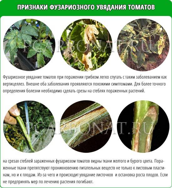 Фузариоз картофеля: описание и лечение, меры борьбы, фото