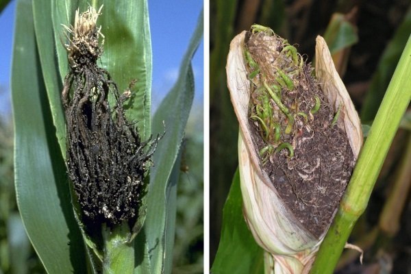 Топ-12 вредителей кукурузы – stiri agricole din moldova | новости с...
