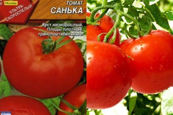 Помидом гусева дмитрия сорта помидор — томаты манимейкер отзывы