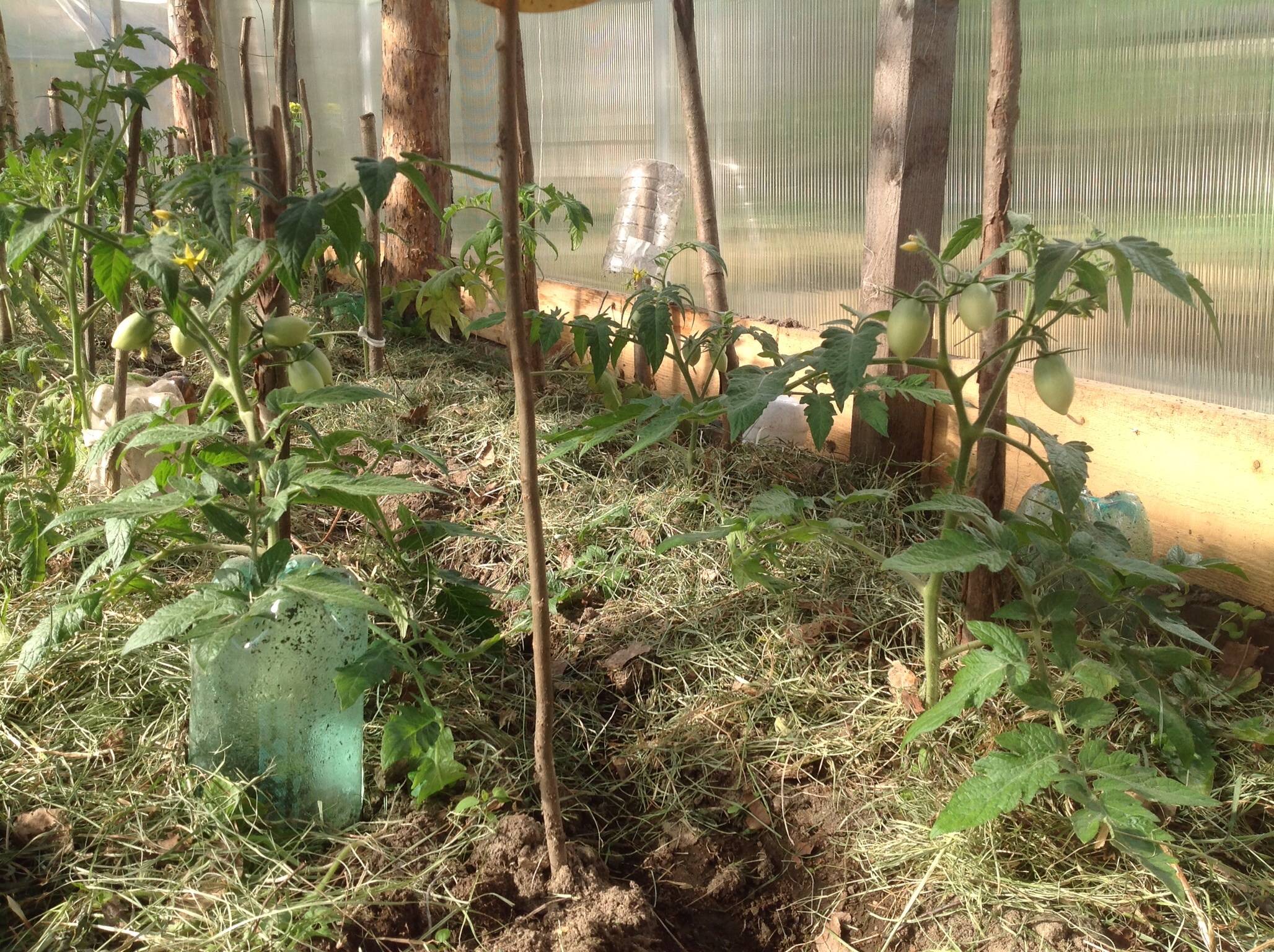 Выращивание помидоров в мешках в открытом грунте и теплице пошагово