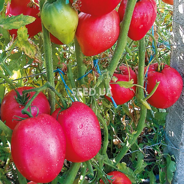 Сорт томатов Пинк Фламинго: урожайность и особенности выращивания