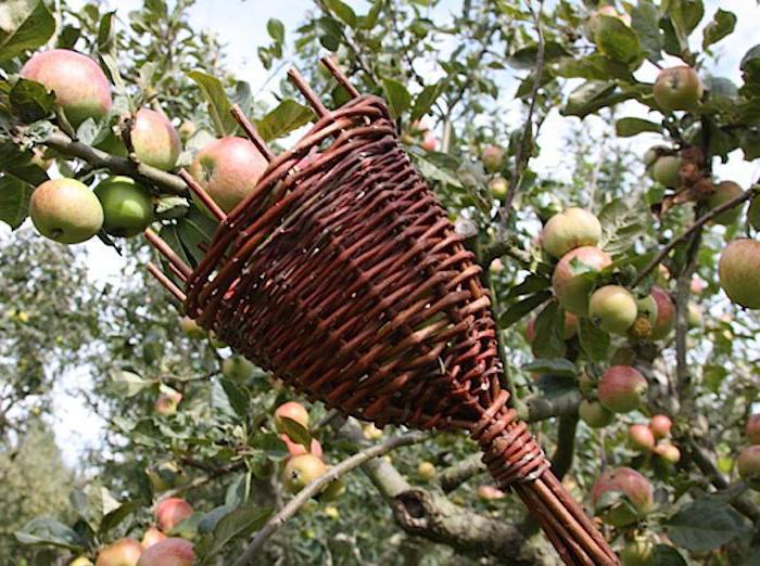 Как и чем снимать плоды с деревьев? популярные инструменты