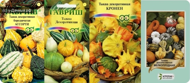 Декоративная тыква- сорта, посадка, выращивание и уход