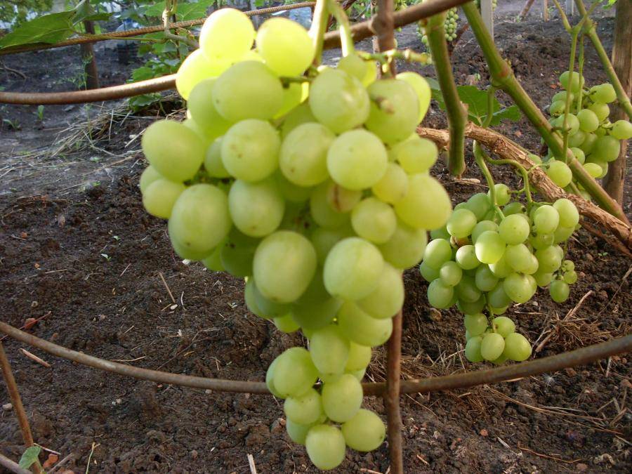 Виноград виктория: описание сорта, его характеристики и фото selo.guru — интернет портал о сельском хозяйстве