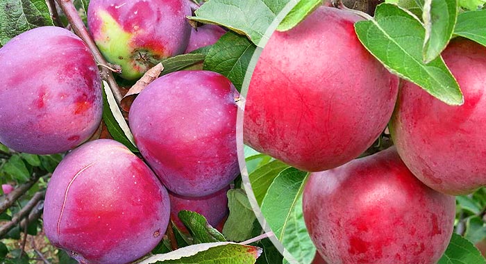 О яблоне алеся: описание и характеристики сорта, уход и выращивание