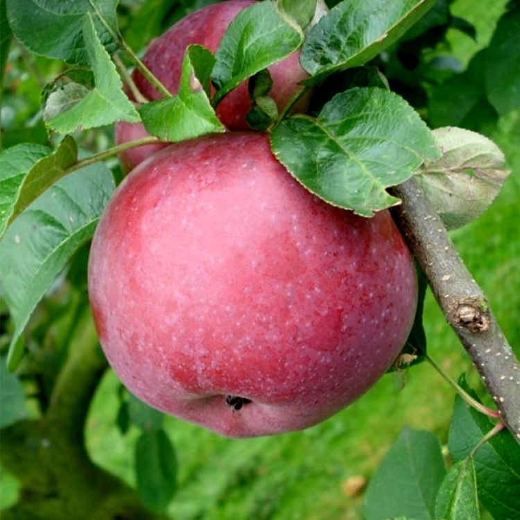 Секреты успешного выращивания яблони «беркутовское»