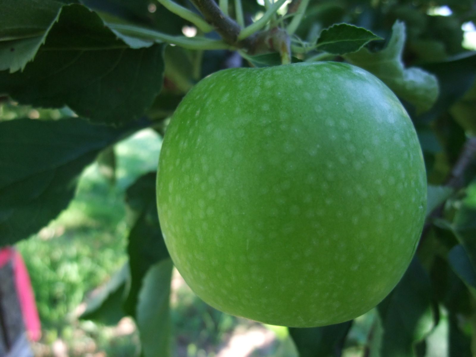 Гренни смит (granny smith) - описание яблок и яблони