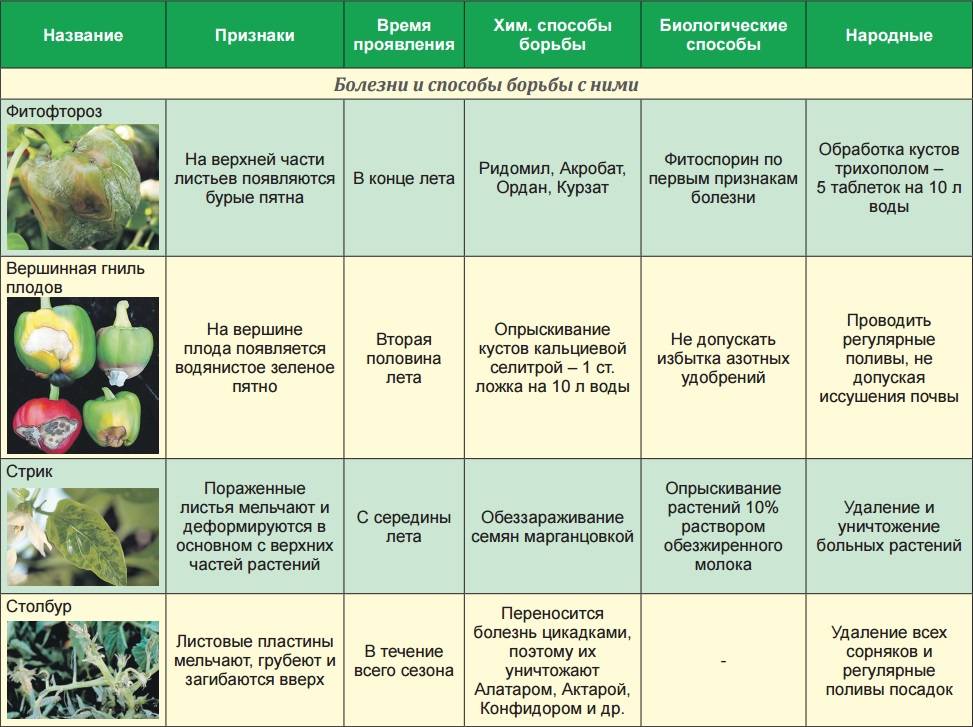 Болгарский перец: особенности выбора сорта и правила выращивания