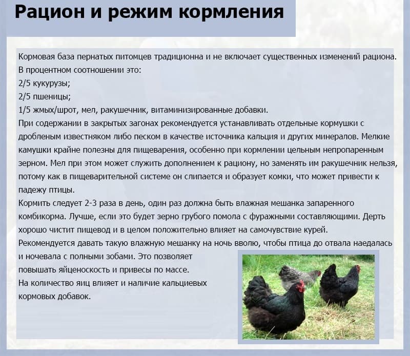 Почему не несутся куры и как исправить ситуацию