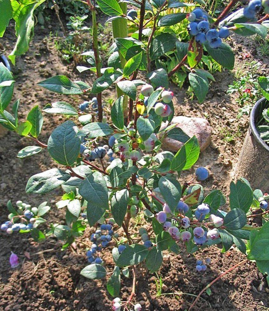 Черника садовая: посадка и уход в открытом грунте, фото сортов для подмосковья, размножение, выращивание и сочетание