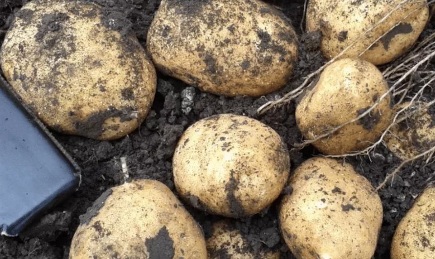 Почему не цветет картофель: причины и что делать, чтобы был хороший урожай