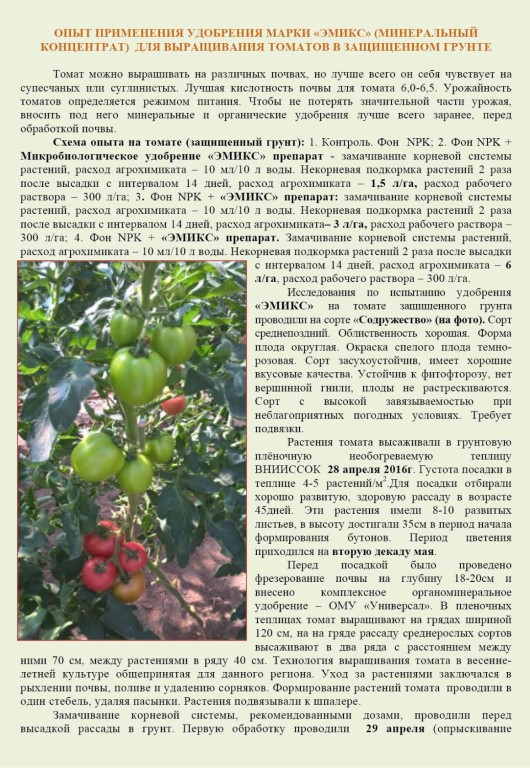 Выращивание помидоров по маслову – увеличение урожая в 8 раз: описание метода, особенности подготовки почвы и семян томатов, а также инструкция по посадке и уходу русский фермер