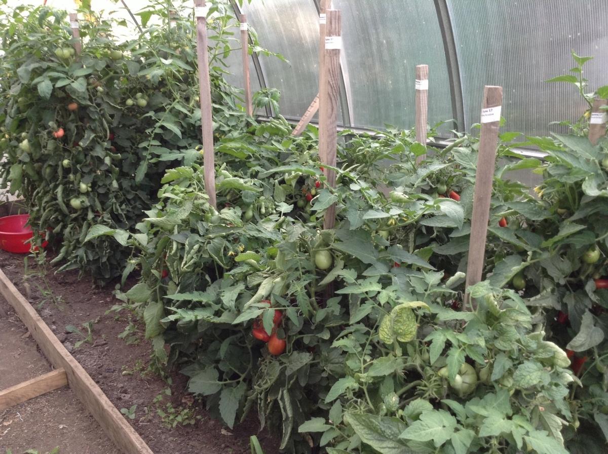 Фото помидор в теплице из поликарбоната