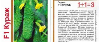 Огурец клодин: характеристика и описание сорта, выращивание и уход с фото