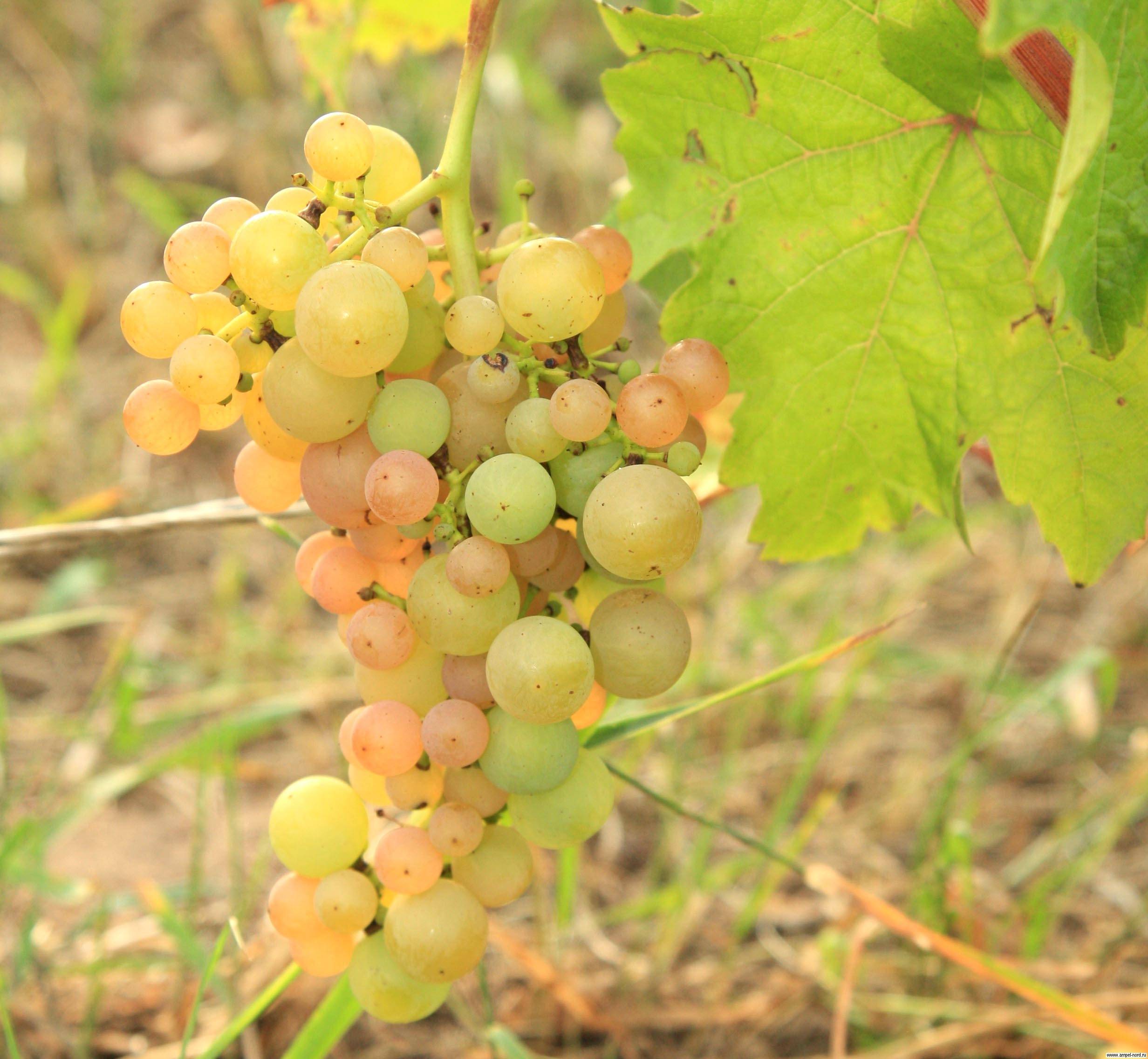 Виноград тасон: описание и особенности сорта, посадка и уход, советы садоводов