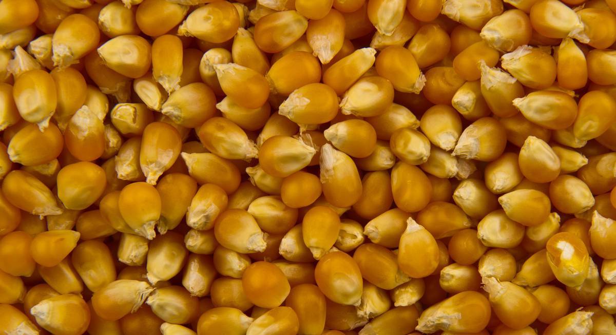 Где и как растет кукуруза: сколько времени и при какой температуре?