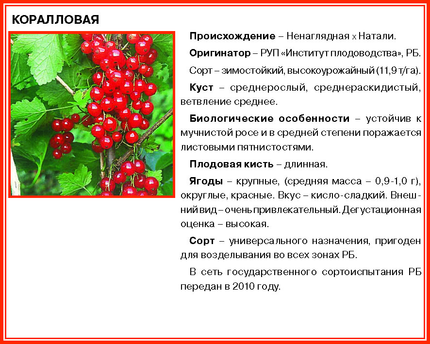Значение роста в жизни смородины. Смородина красная описание. Классификация смородины красной. Красная смородина описание растения. Смородина красная вид и род растения.