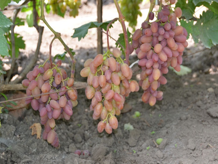 Виноград «кеша»: описание сорта