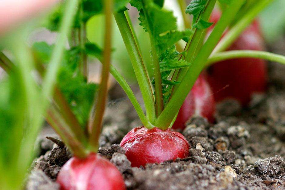 Выращивание редиса зимой в теплице: посадка и уход | садоводство и огородничество