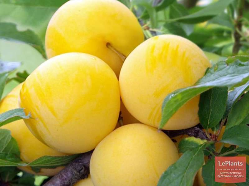 Желтая самоплодная слива: особенности, преимущества, сорта для выращивания в подмосковье