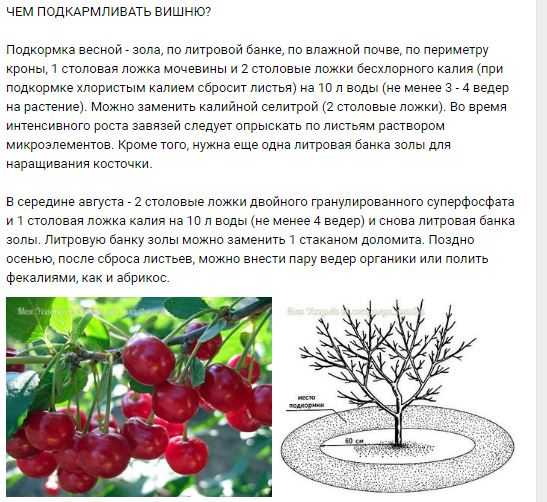 Когда созревает (спеет) вишня: в россии, средней полосе, месяц
когда созревает (спеет) вишня: в россии, средней полосе, месяц