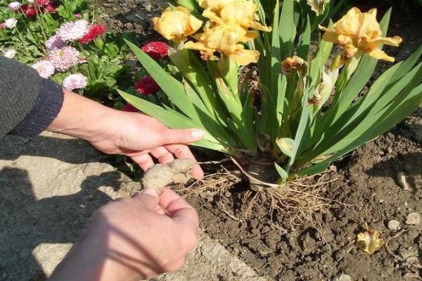 Как правильно рассадить ирисы ранней весной