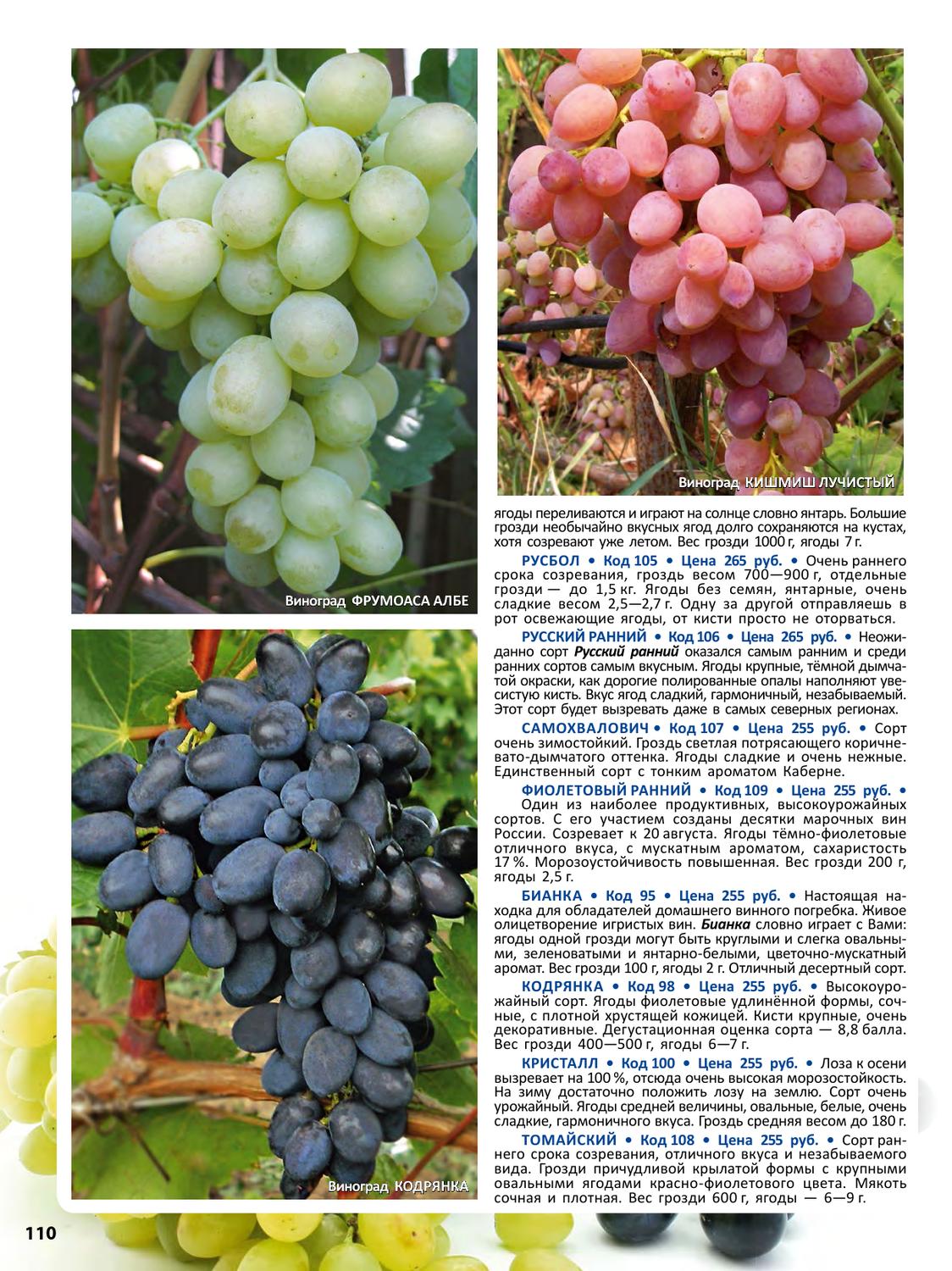 Описание винограда сорта жемчуг, подвиды и технология выращивания