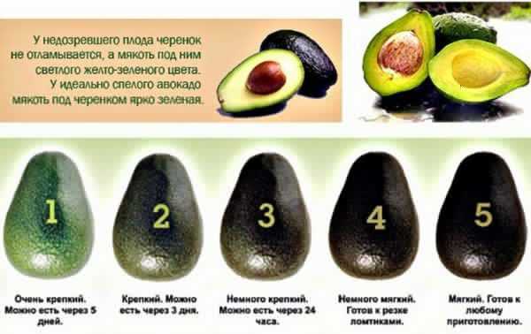 Как правильно есть авокадо чтобы похудеть в домашних условиях