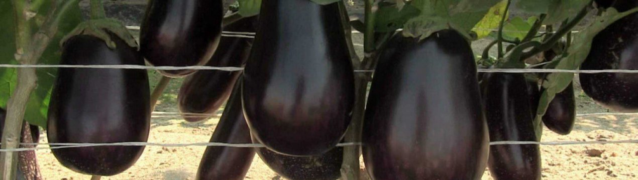 Баклажан черный красавец: высокоурожайный сорт и его характеристики