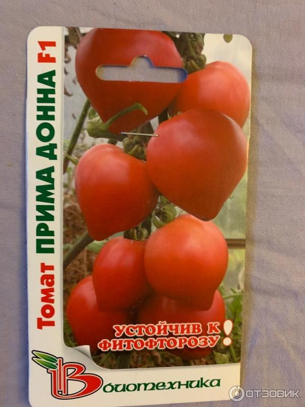 Томат "примадонна" f1: описание сорта и характеристика, выращивание и получение хорошей урожайности с куста, фото плодов-помидоров русский фермер