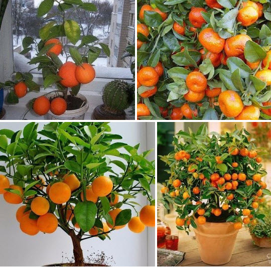 Как вырастить апельсин из косточки в домашних условиях, пошаговая инструкция