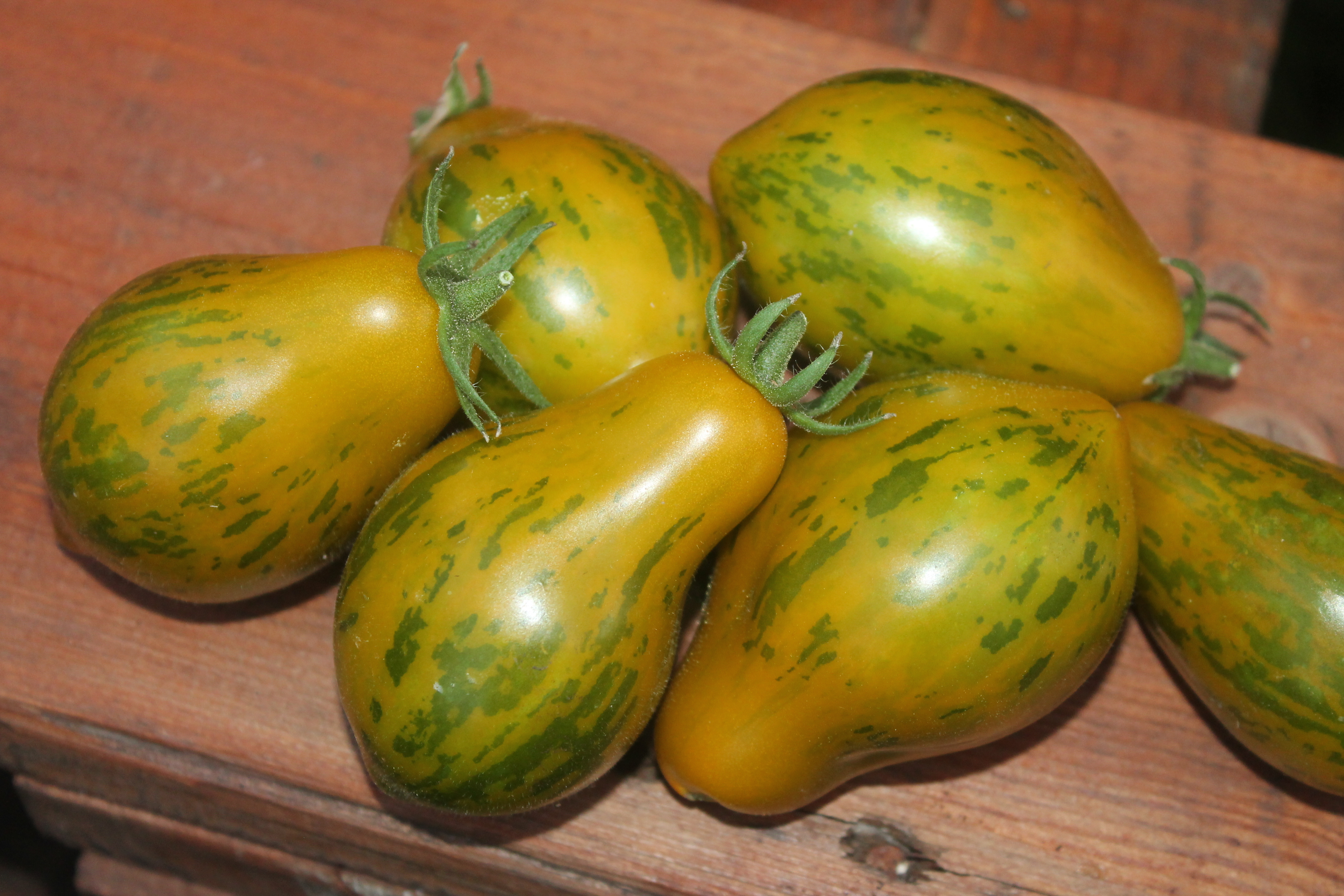 Описание сорта томата майкл поллан, особенности выращивания и уход