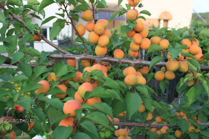 Лучшие сорта абрикосов для средней полосы россии