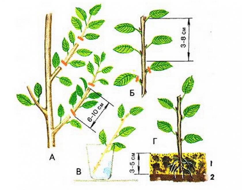 Как размножить барбарис весной, летом и осенью — черенками, отводками и семенами
