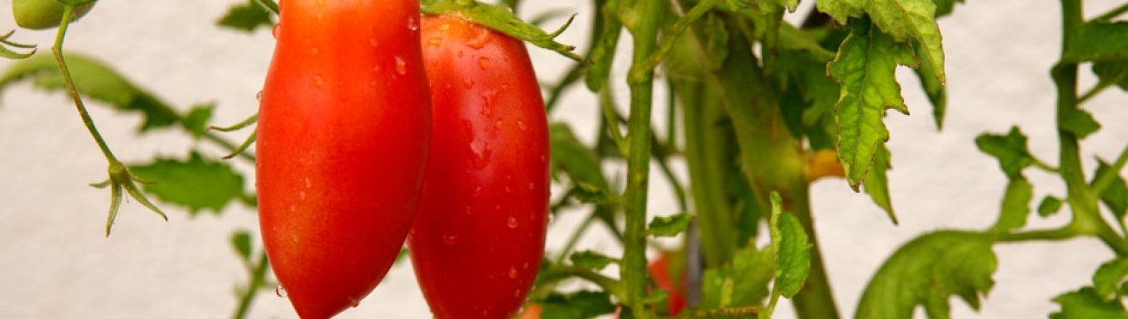✅ томат красавчик f1: описание и характеристика, особенности выращивания и ухода за сортом, урожайность, фото - tehnoyug.com